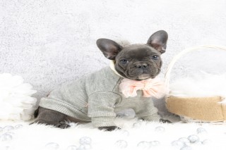 frenchieclub_usa